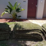 Empire Zoysia