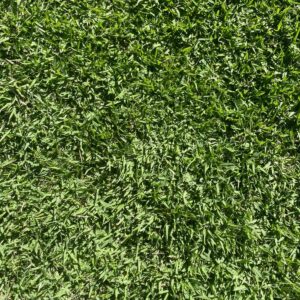 Empire Zoysia