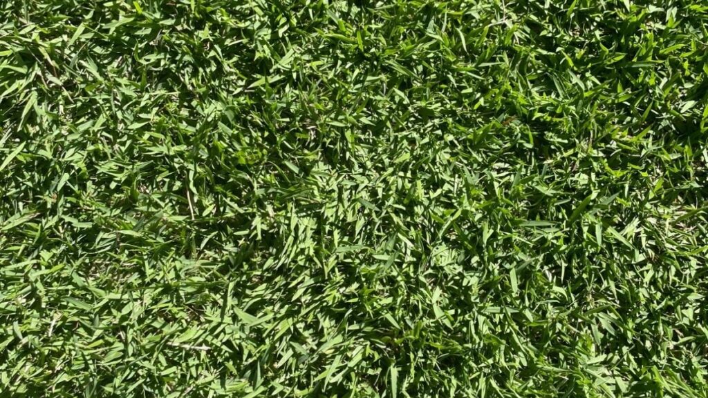 Empire Zoysia