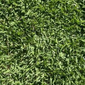 Empire Zoysia