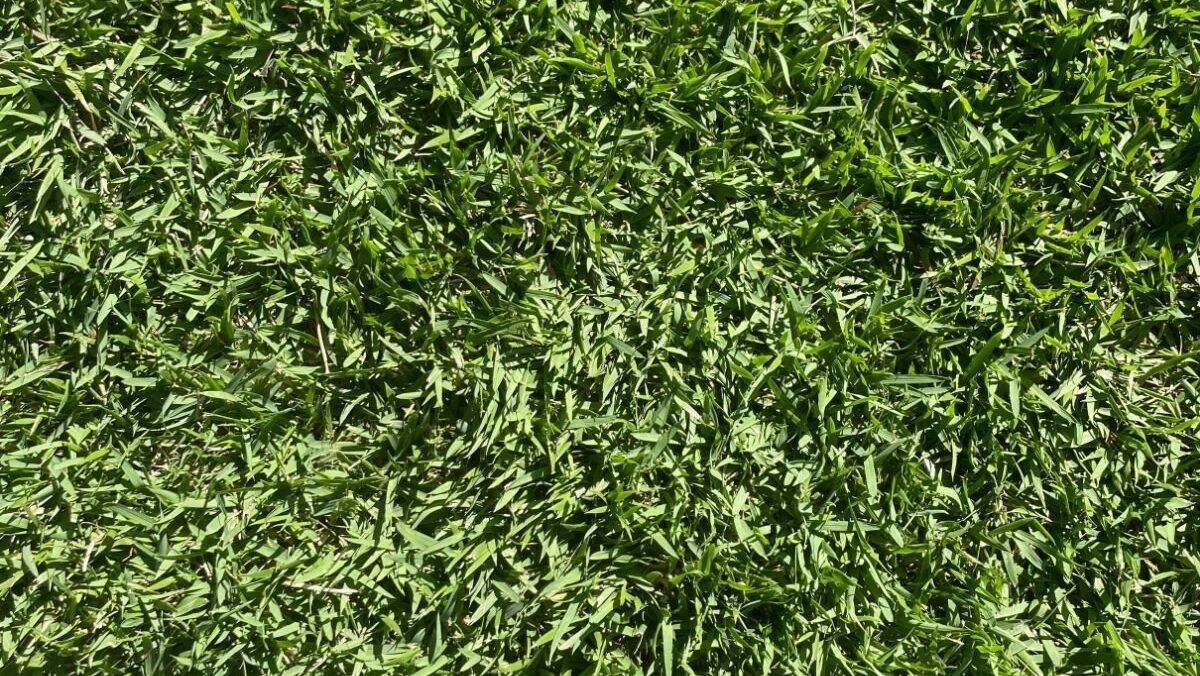 Empire Zoysia