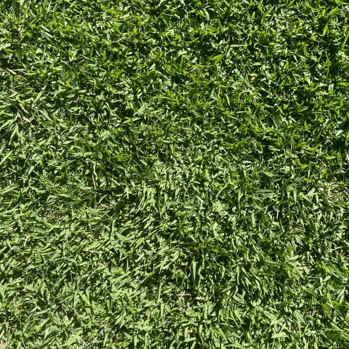 Empire Zoysia