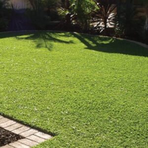 Palmetto Buffalo Turf