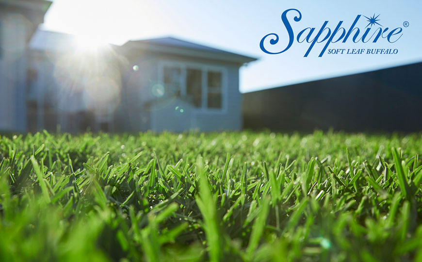 Sapphire Buffalo Turf - Image 2